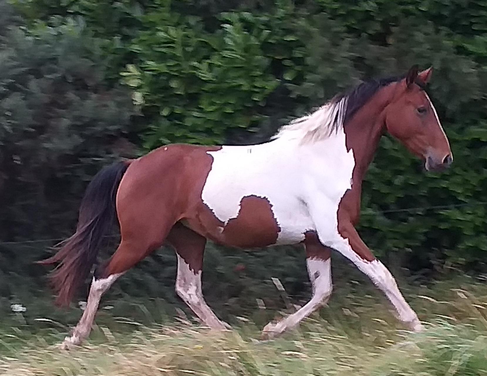 JOLIE COEUR DES MARES AES AVRIL 2019