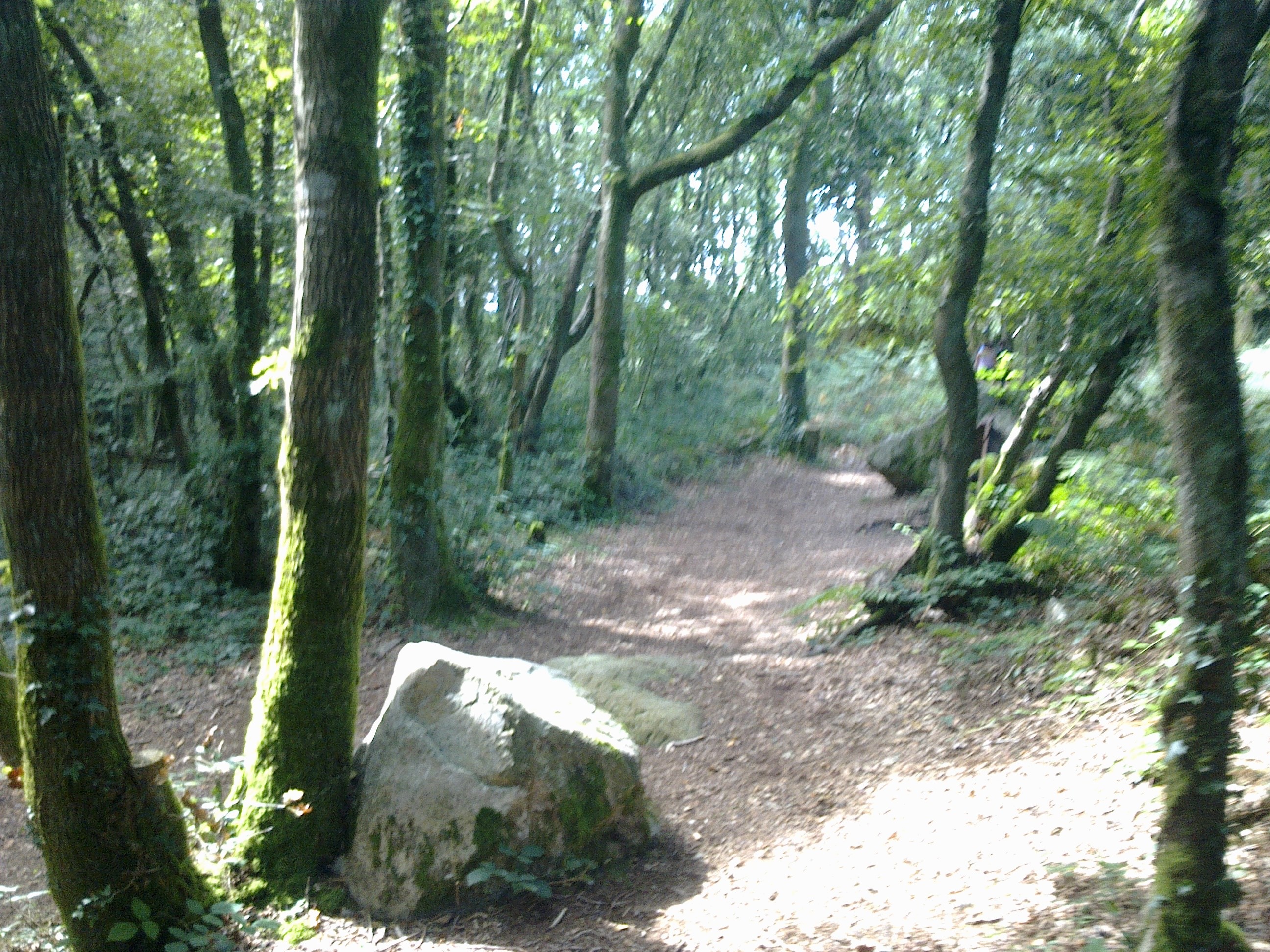 sous bois du Mont Castre