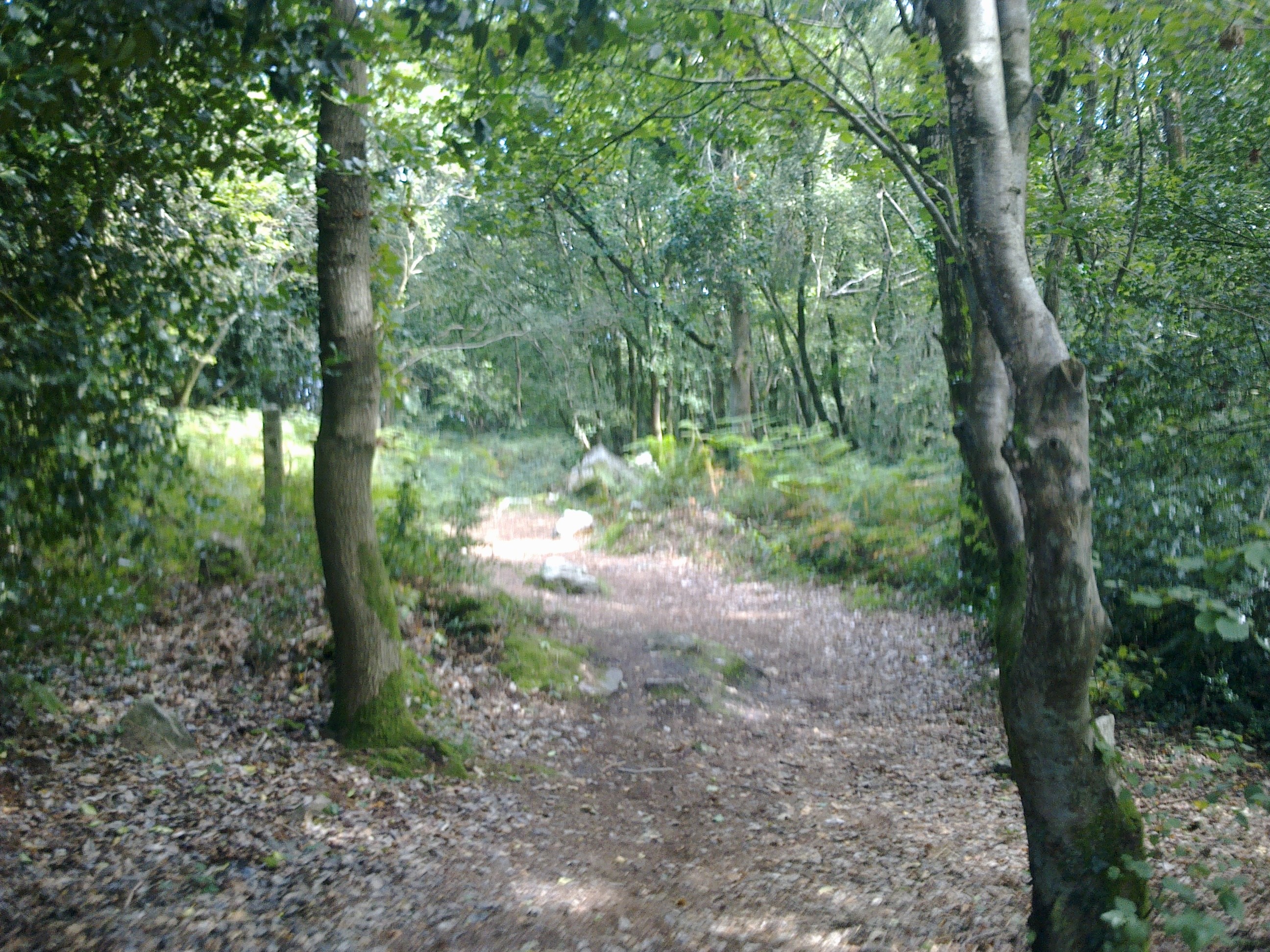 sous bois du Mont Castre