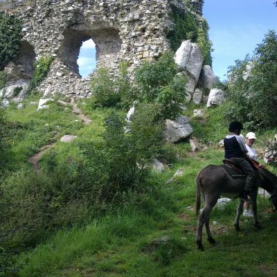 Promenades  Mont Castre montées et attelées