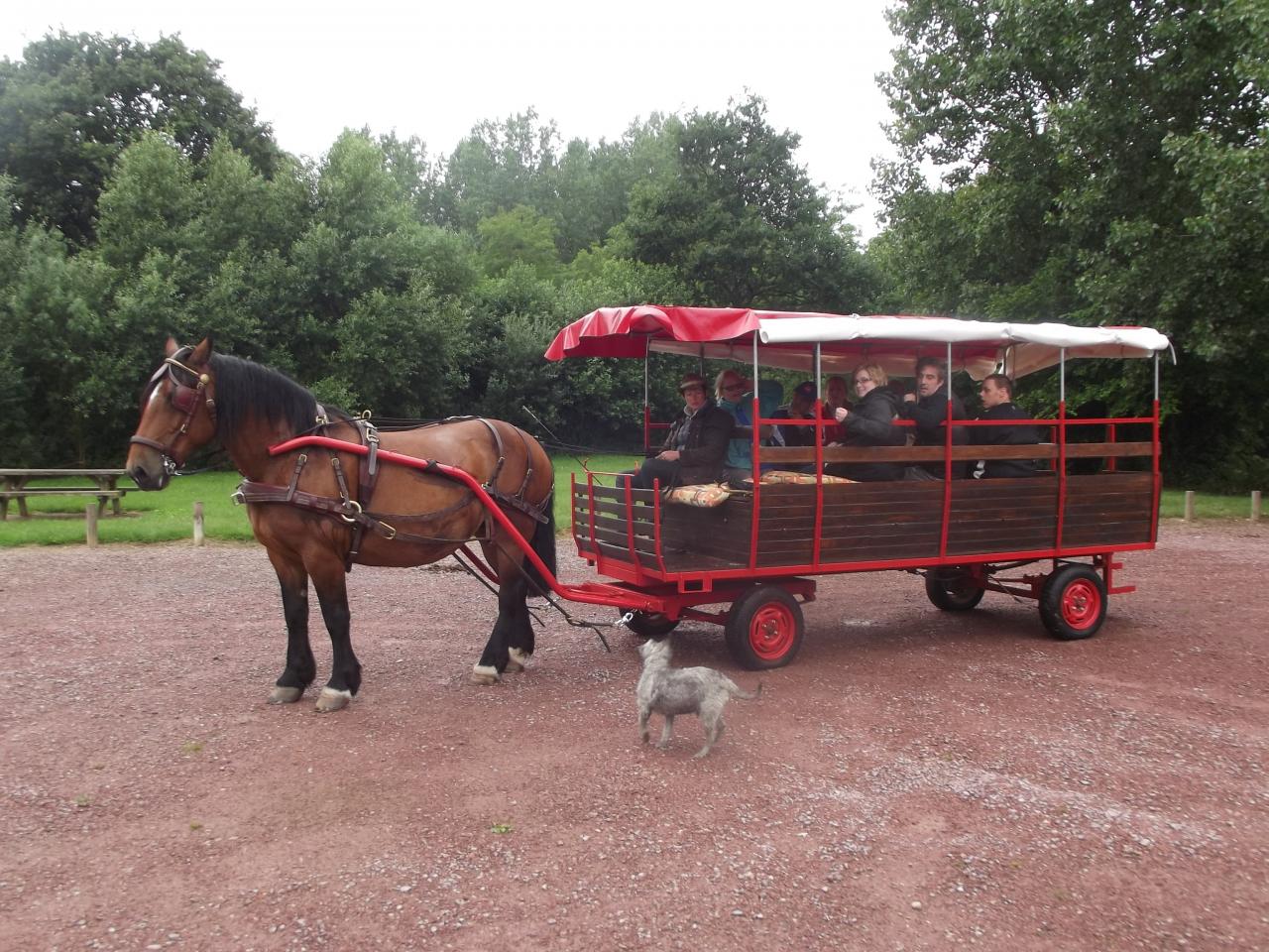 promenade en attelage avec cob normand animation musique verte