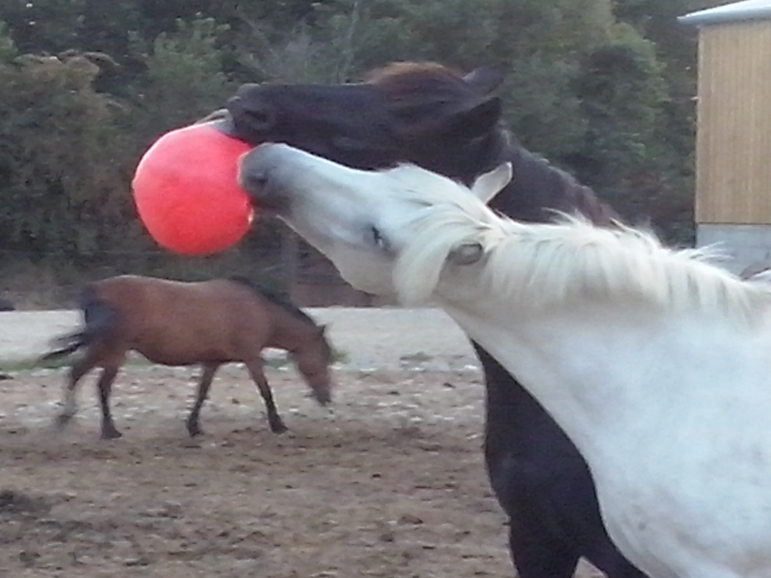 les poneys en paddock ont des jeux