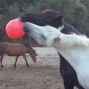 les poneys en paddock ont des jeux