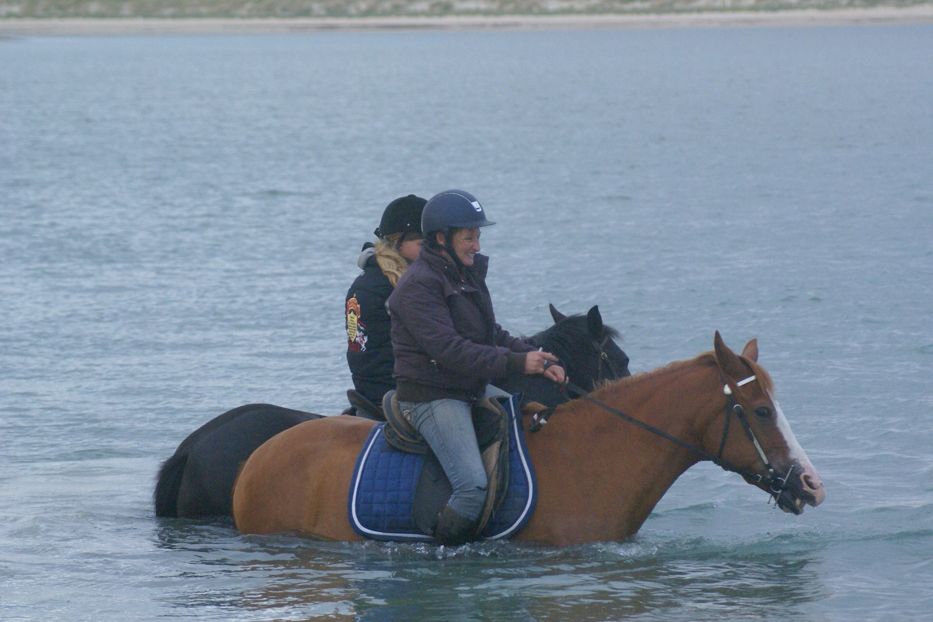 Bain avec les chevaux dans le havre