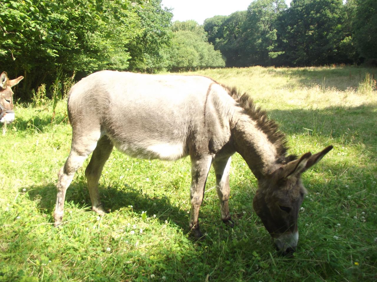  LEON âne type COTENTIN