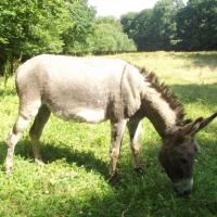  LEON âne type COTENTIN