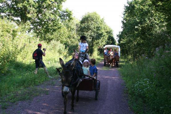   Randonnées attelée à cheval et en ânes