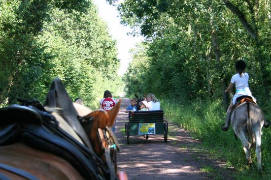 Promenades équestres montées et attelées à cheval et poneys, en ânes