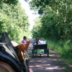 Promenades équestres montées et attelées à cheval et poneys, en ânes
