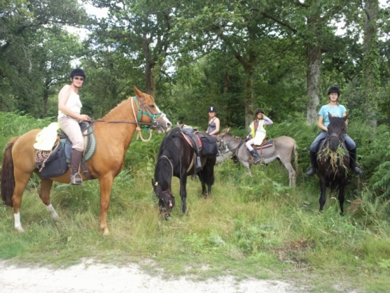   Randonnées  bois de limors à cheval et en ânes