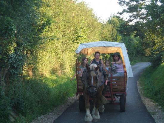 Randonnées en chariot western à cheval.