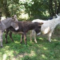 ELEVAGE d'ânes Cotentin, Normand et blanc