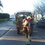    Pére Noël promené par un cob Normand avec un chariot western bâché.