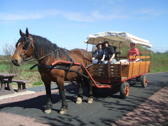 Randonnée Attelage chevaux