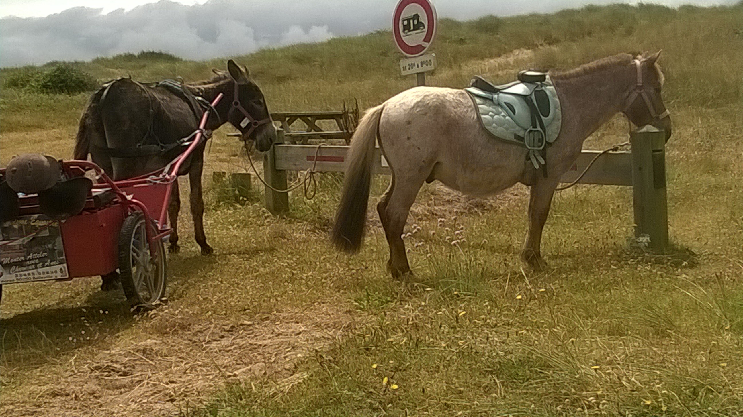 âne attelé , monté et poney monté