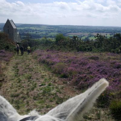 mont de doville et sa bruyère en fleurs