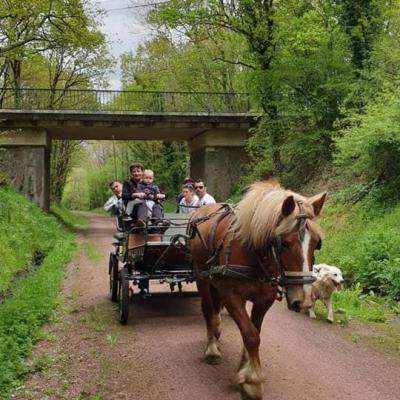 Promenades accompagnées Voies verte en attelage cob Normande