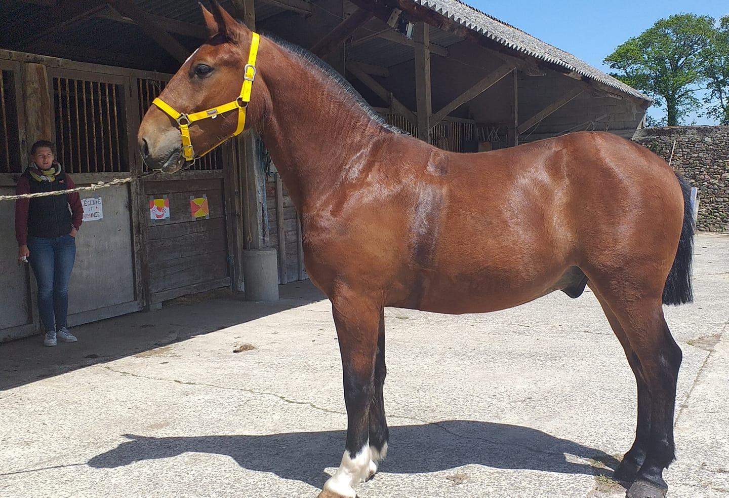 Lorenzo me laisse CARTE BLANCHE pour lui trouver un cheval de voltige