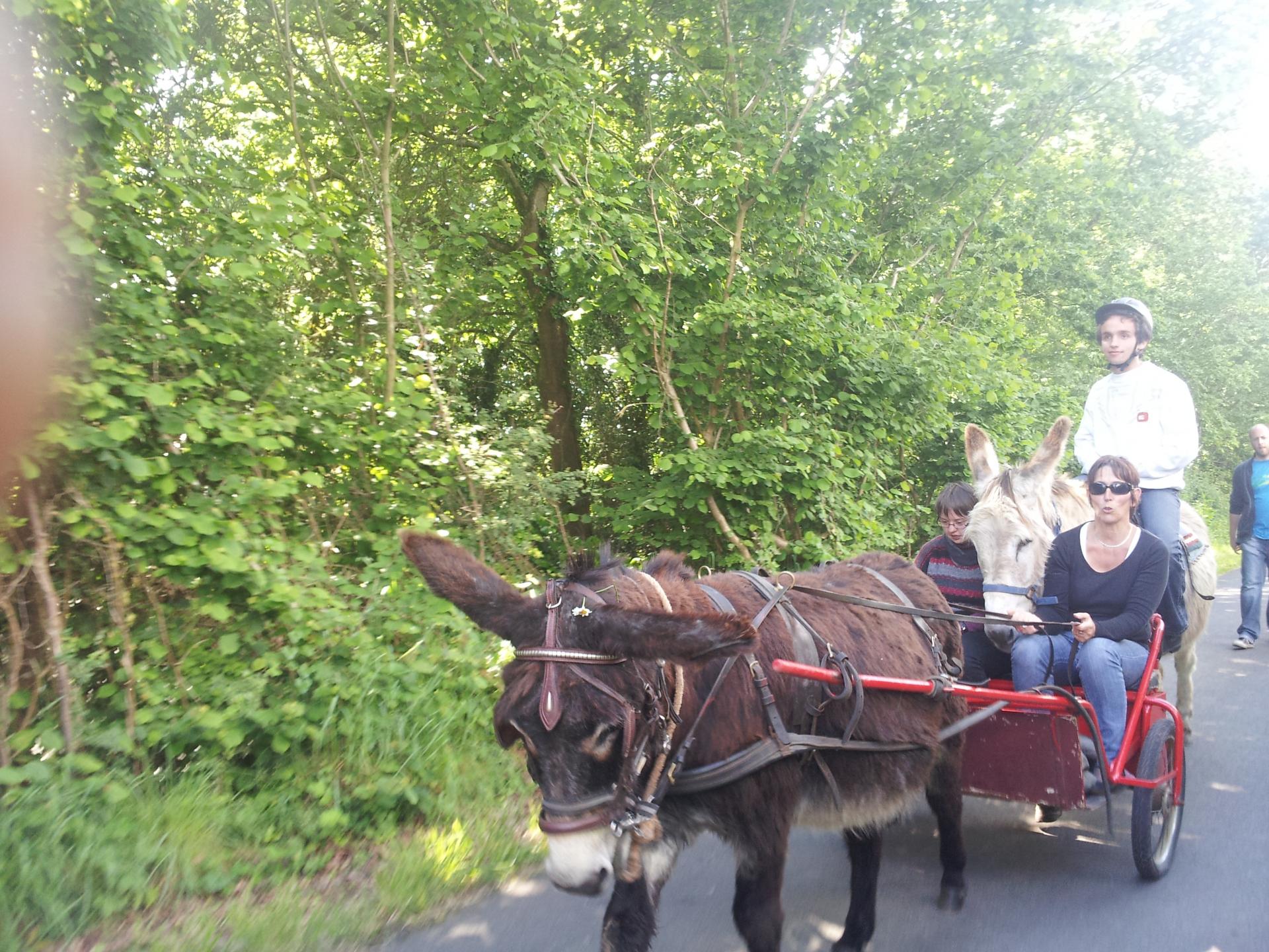 Promenades, cours attelées 1/2 j ou j