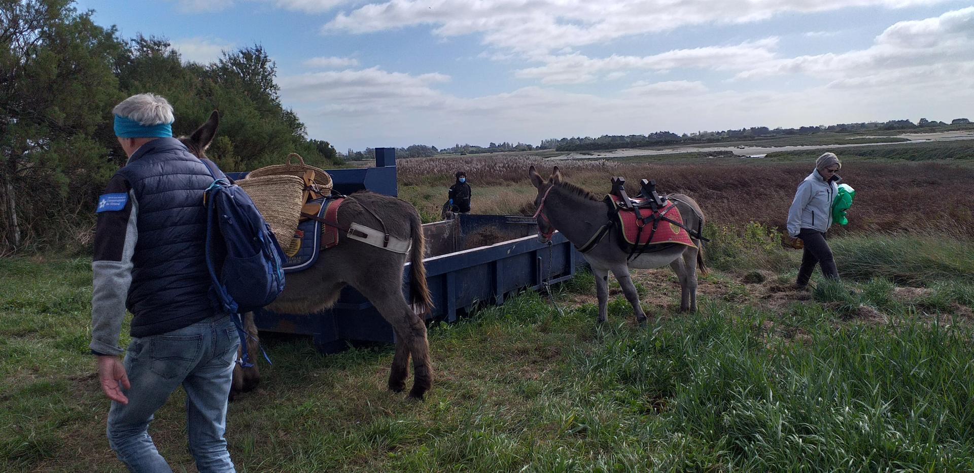 Ramassage des détritus sur le havre de Surville