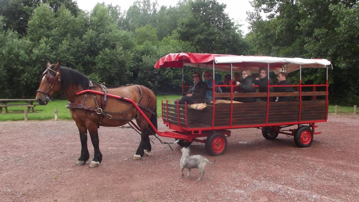 promenade Marais attelée avec chariot pour animations ou promenades