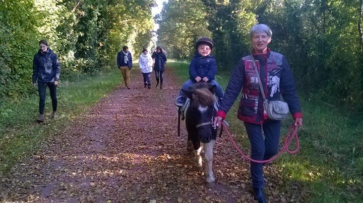 Promenades poneys montées en libre