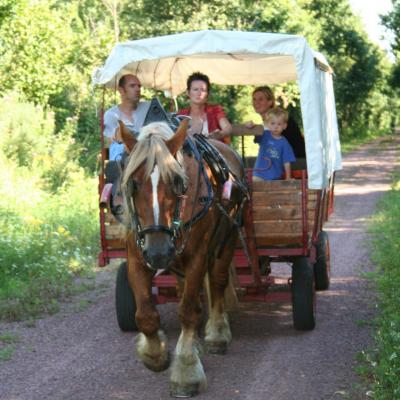promenades attelage chariot tiré par un cob normand