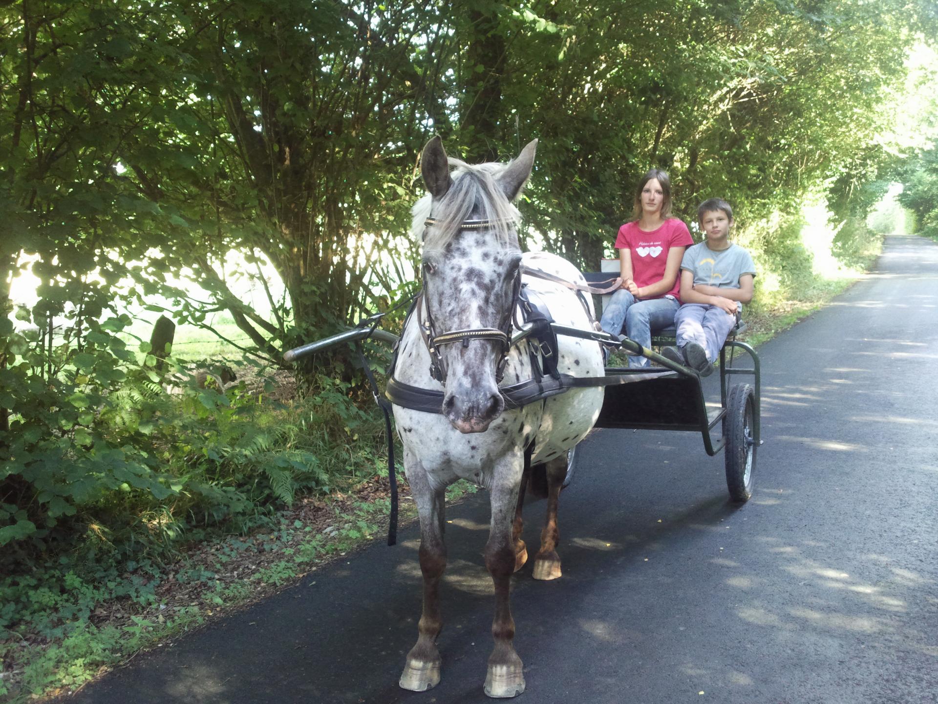 cours attelage double poney