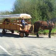 attelage chariot tiré par un cob normand