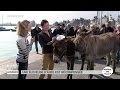 ANIMAUX : Le Cotentin, l'âne de la Manche par excellence